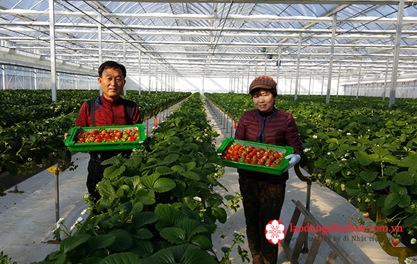 Cần gấp 24 nam/nữ đơn hàng thu hoạch dâu tây tại Chiba - thu nhập 30 triệu/ tháng ldnb