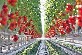 Tuyển gấp 25 Nam/Nữ làm nông nghiệp thu hoạch cà chua tại Kumamoto Nhật Bản