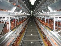 Đơn hàng chăn nuôi gà lấy trứng trong nhà máy tại tỉnh Kunamoto Nhật Bản tháng 11/2023