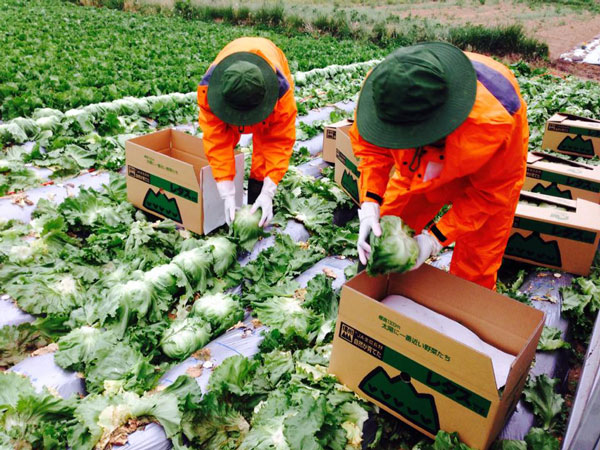 Tuyển gấp 10 nam làm nông nghiệp trồng rau tại Saitama, Nhật Bản