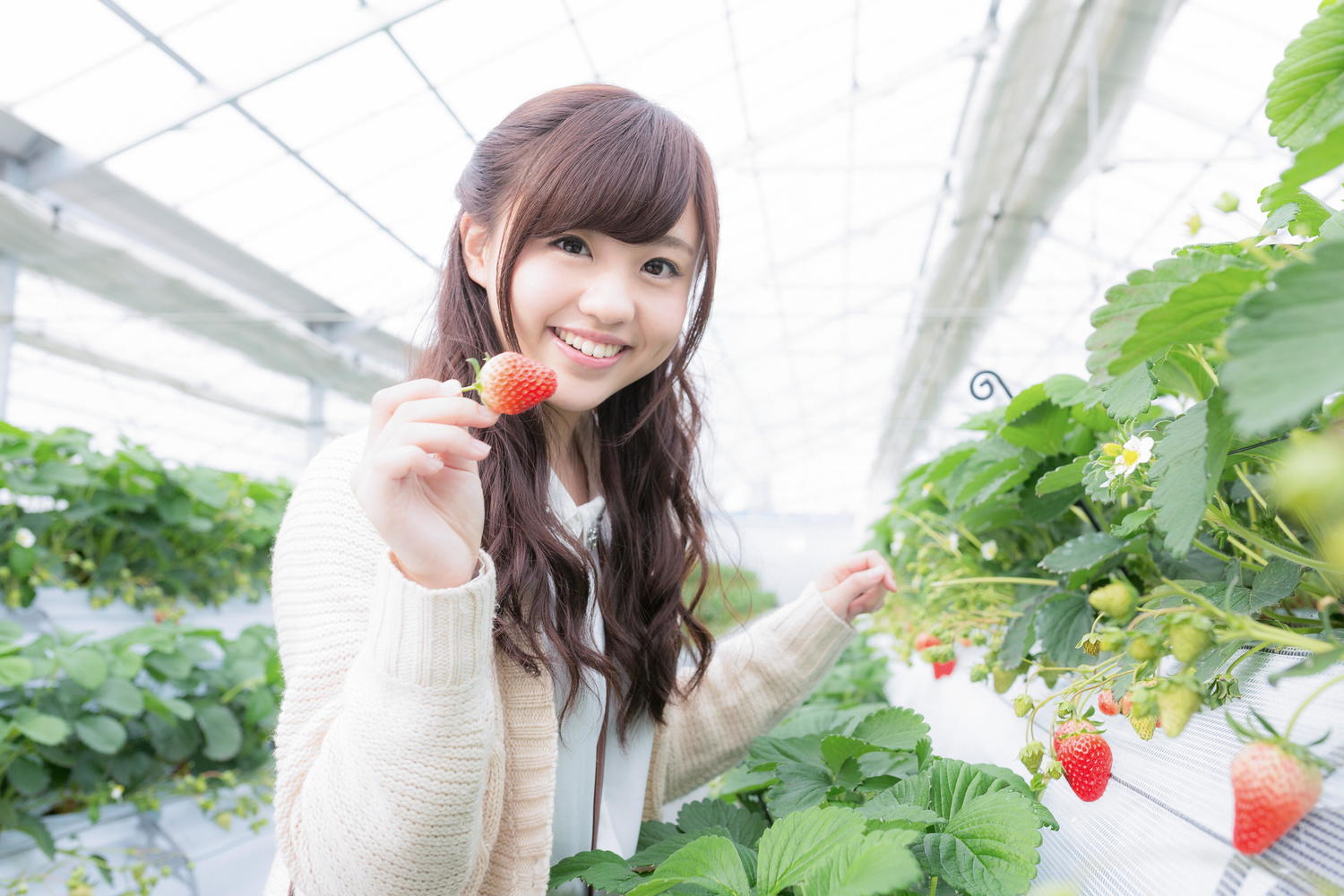 Thực tập sinh ngành nông nghiệp trồng trọt tại Nhật Bản làm những công việc gì?