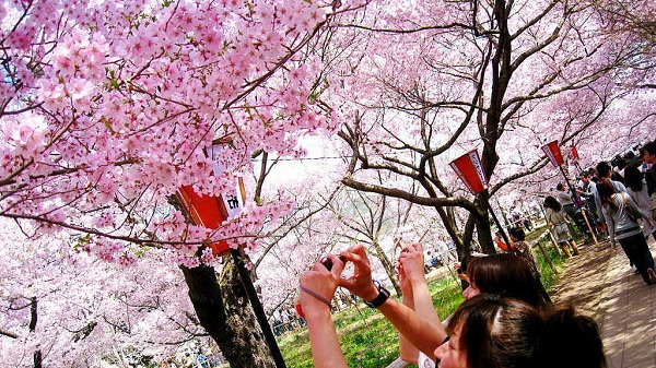 Top 7 địa điểm tuyệt vời nhất để ngắm hoa anh đào ở Nhật Bản