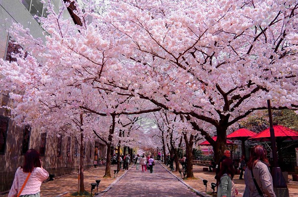 Công viên Hirosaki-koen - Địa điểm ngắm hoa anh đào tuyệt vời