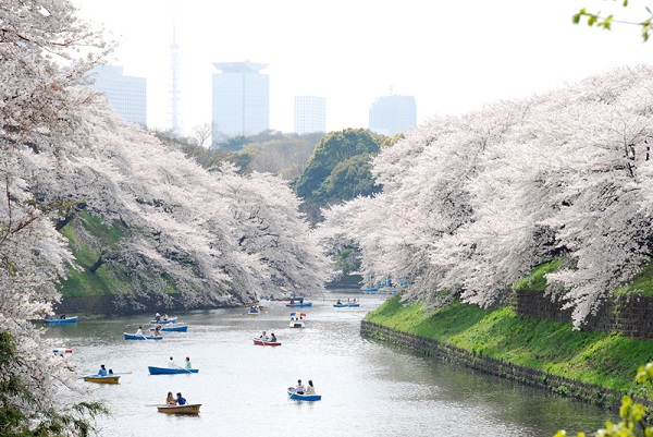Công viên Ueno-Onshi-koen - Nơi ngắm hoa sakura ở Nhật Bản