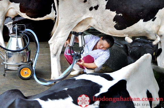 tuyển gấp đơn hàng chăn nuôi bò sữa tại Nhật