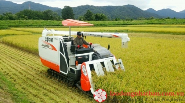 Làm nông nghiệp trồng trọt tại Nhật Bản có những công việc gì