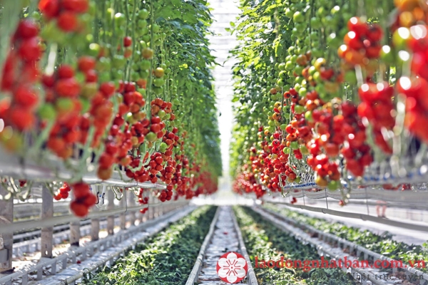 trồng cà chua tại Nhật