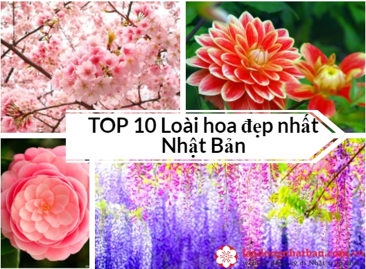 50+ Các loài hoa đẹp ở Nhật Bản Được yêu thích nhất