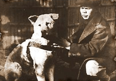 Chú chó Hachiko – biểu tượng của sự trung thành Nhật Bản 