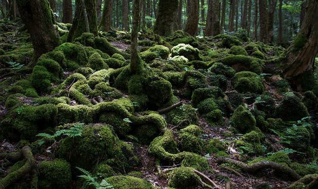 Khu rừng tự sát ở Nhật Bản những bước chân ĐẾN mà không VỀ….