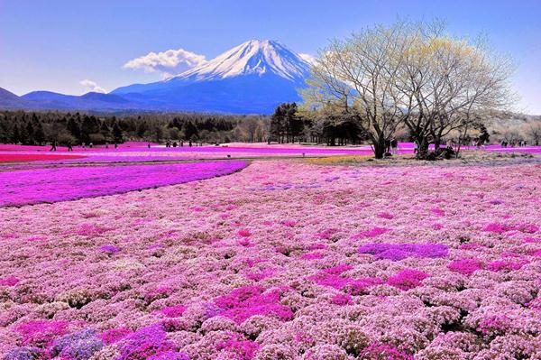 Núi Phú Sĩ ở đâu? Kinh nghiệm du lịch núi Phú Sĩ Nhật Bản