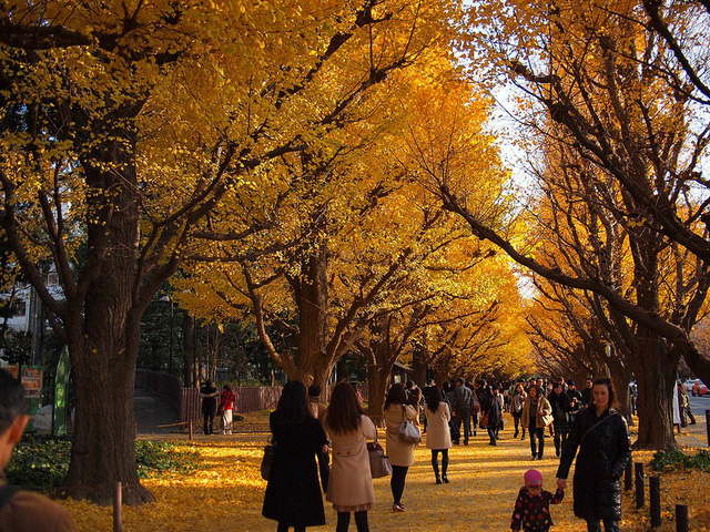 những hàng cây rẻ quạt lá vàng ở ngay trên phố tại thủ đô Tokyo