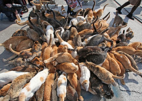 Đảo mèo Aoshima ở Nhật Bản, thánh địa dành cho loài mèo