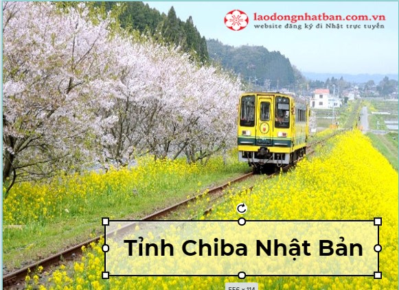 Tỉnh Chiba Nhật Bản, nơi hoa nở suốt 4 mùa