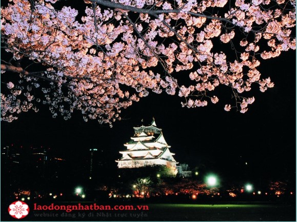 Top địa điểm ngắm hoa anh đào đêm tuyệt đẹp tại Nhật