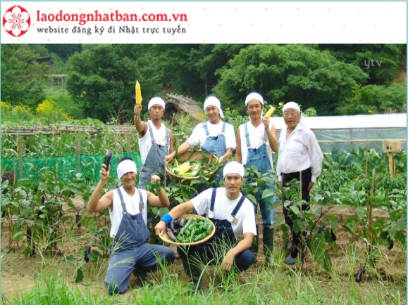 [ Hot] Một công ty nông nghiệp vi phạm hợp đồng đào tạo với 21 thực tập sinh người Việt!