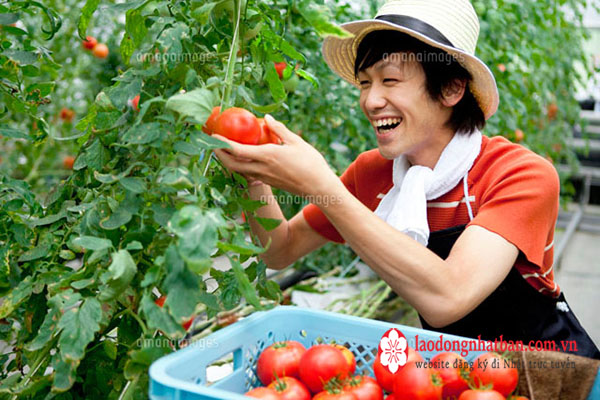 Đơn hàng trồng cà chua tại Hokkaido: thu nhập 35 triệu/tháng