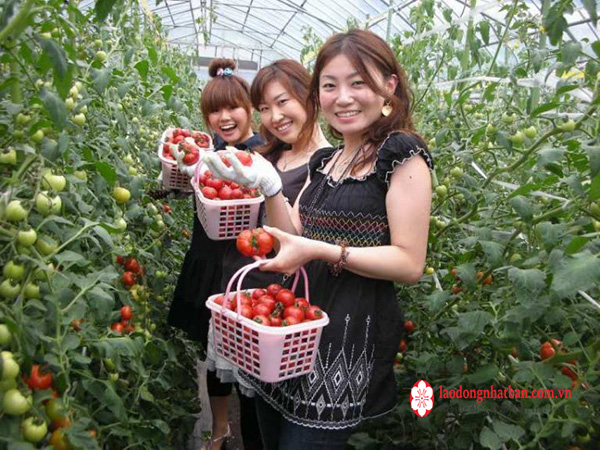 Đơn hàng trồng cà chua tại Hokkaido: thu nhập 35 triệu/tháng