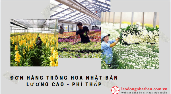 Những hộp đơn hàng hoa Nhật Bản đang được trồng và chăm sóc tại Việt Nam để mang đến cho khách hàng những bó hoa tươi đẹp và chất lượng. Mời bạn xem những hình ảnh mới nhất năm 2024 về quá trình trồng và sắp xếp hoa Nhật Bản để đón Tết và các dịp lễ tết trong năm.