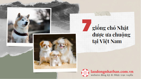 7 giống chó Nhật Bản được ưa chuộng tại Việt Nam